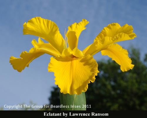 05 Eclatant_Ransom2011